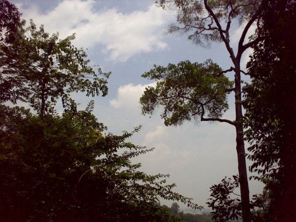 like tree branches stretching to the sky, so my soul reaches out to You, O Lord
