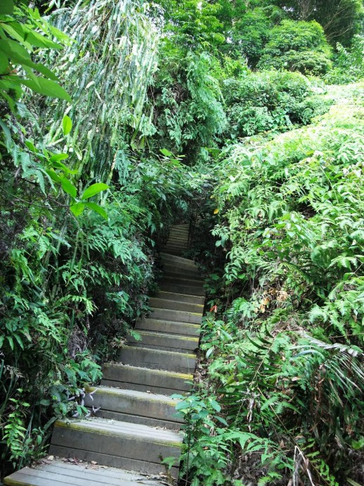 wooden steps up Dairy Farm path