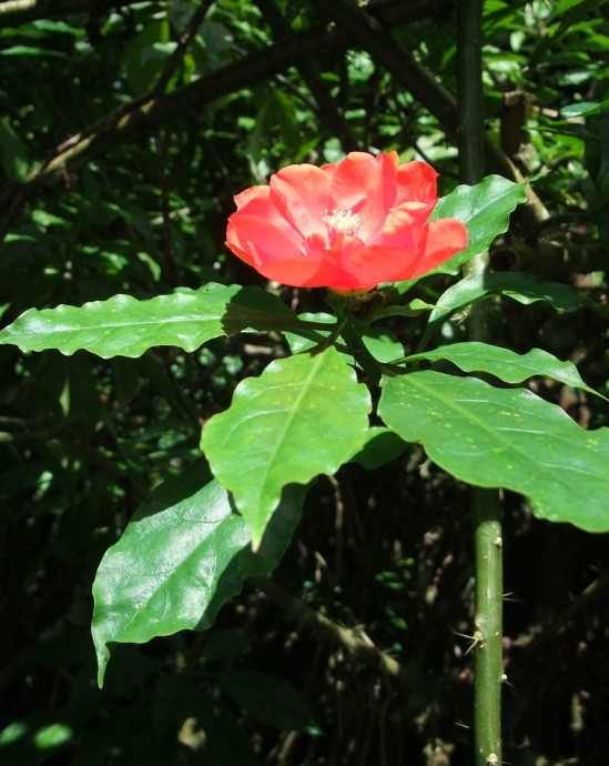 along the path to Wallace Edn Center