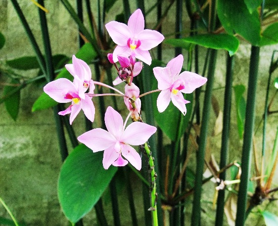 an orchid