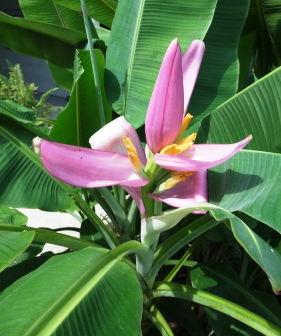 banana flower