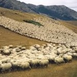 sheep migration