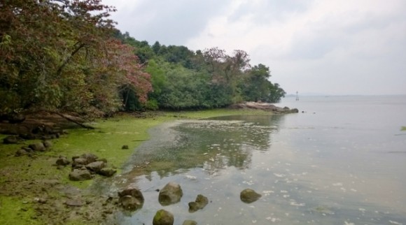 The Chek Jawa boardwalk