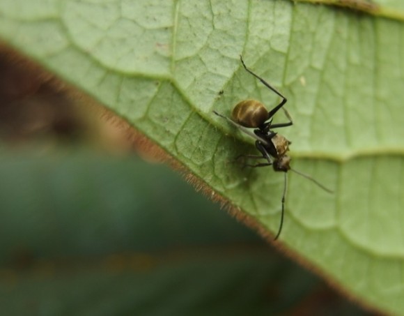 Ant hiding under a leaf