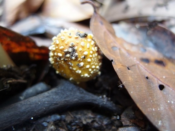 Tiny pimpled mushroom