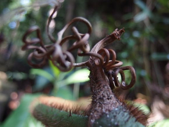 Twisted fern stem