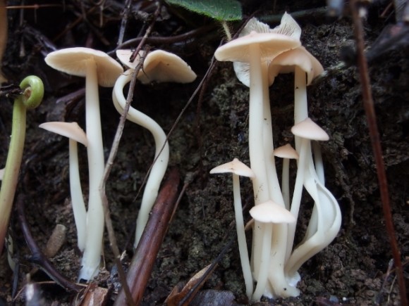 Supermodel mushrooms