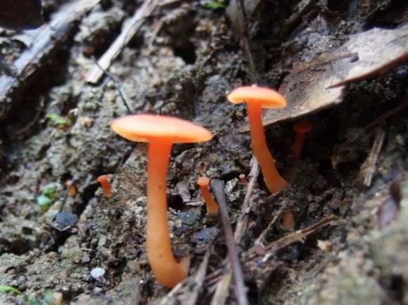 Orange mushroom