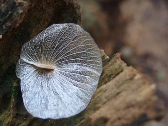 Angsana parachute