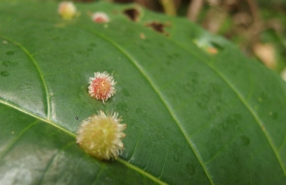 Strange tiny "rambutans"