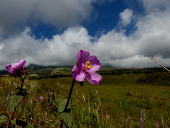 The flowers and grasses that dresses the fields