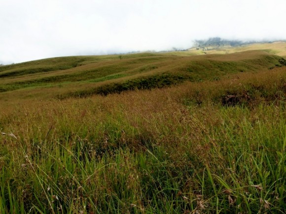 Gentle slopes covered with grass