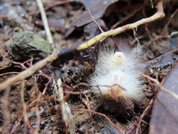 This little creature stands out in white