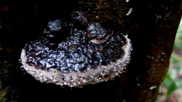 P5010306 (640x360) Bejewelled monster of the dark