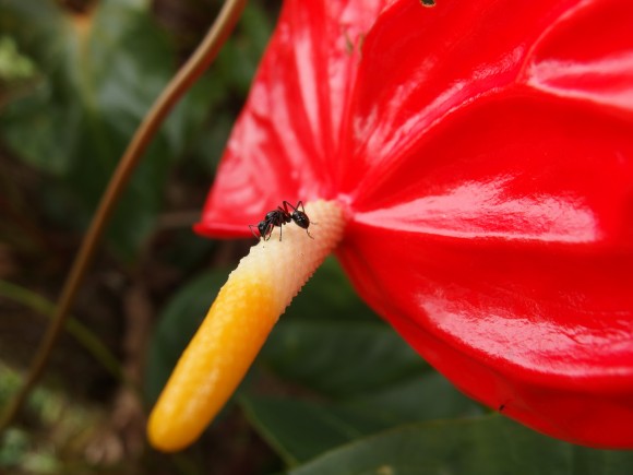 Ant on pretty flower