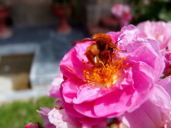 Bee having its fill