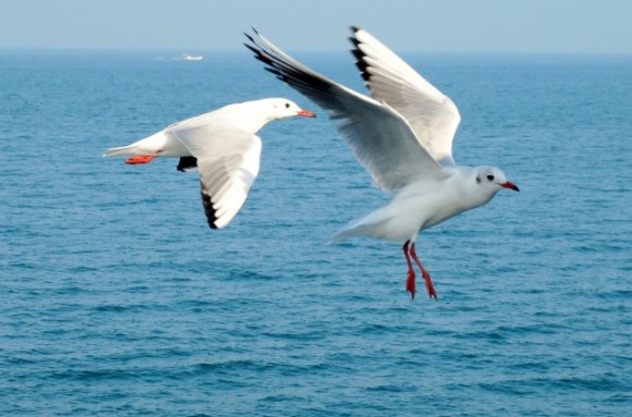 Seagulls in flight. Credits: Wee Khoon