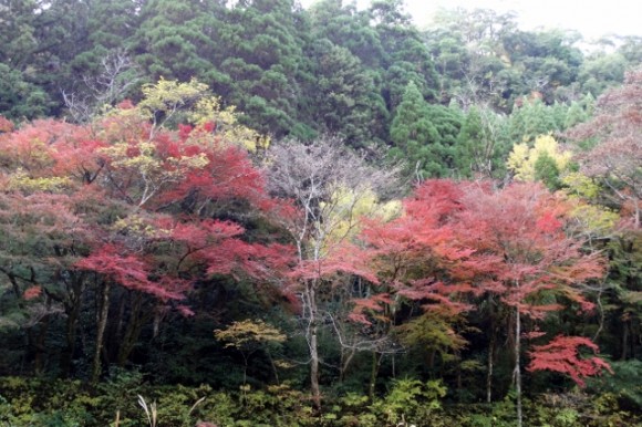 Autumn leaves glorious in sunlight as well as in shade. Photo by Khoon.