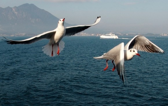 Seagulls pursuing the ferry. 