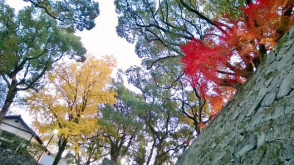 The colours of autumn provide accents to the browns and grey and black.