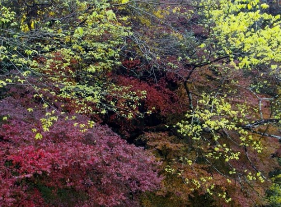 Lovely autumn foliage along the slopes and cliffs