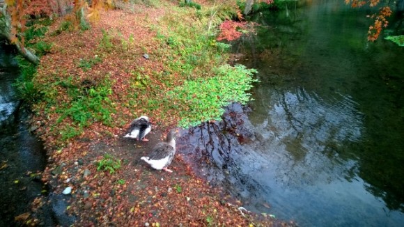 Wild ducks at the shoreline