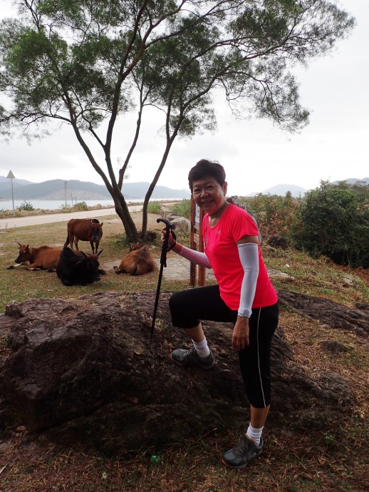 Lots of cows along the MacLehose trails.