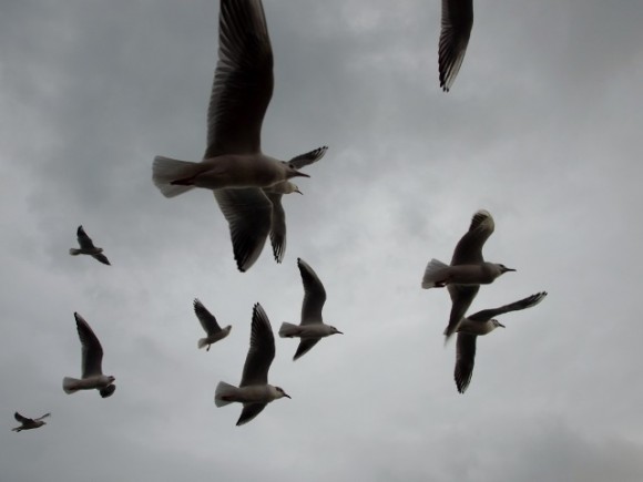 Lovely dance and play in the skies