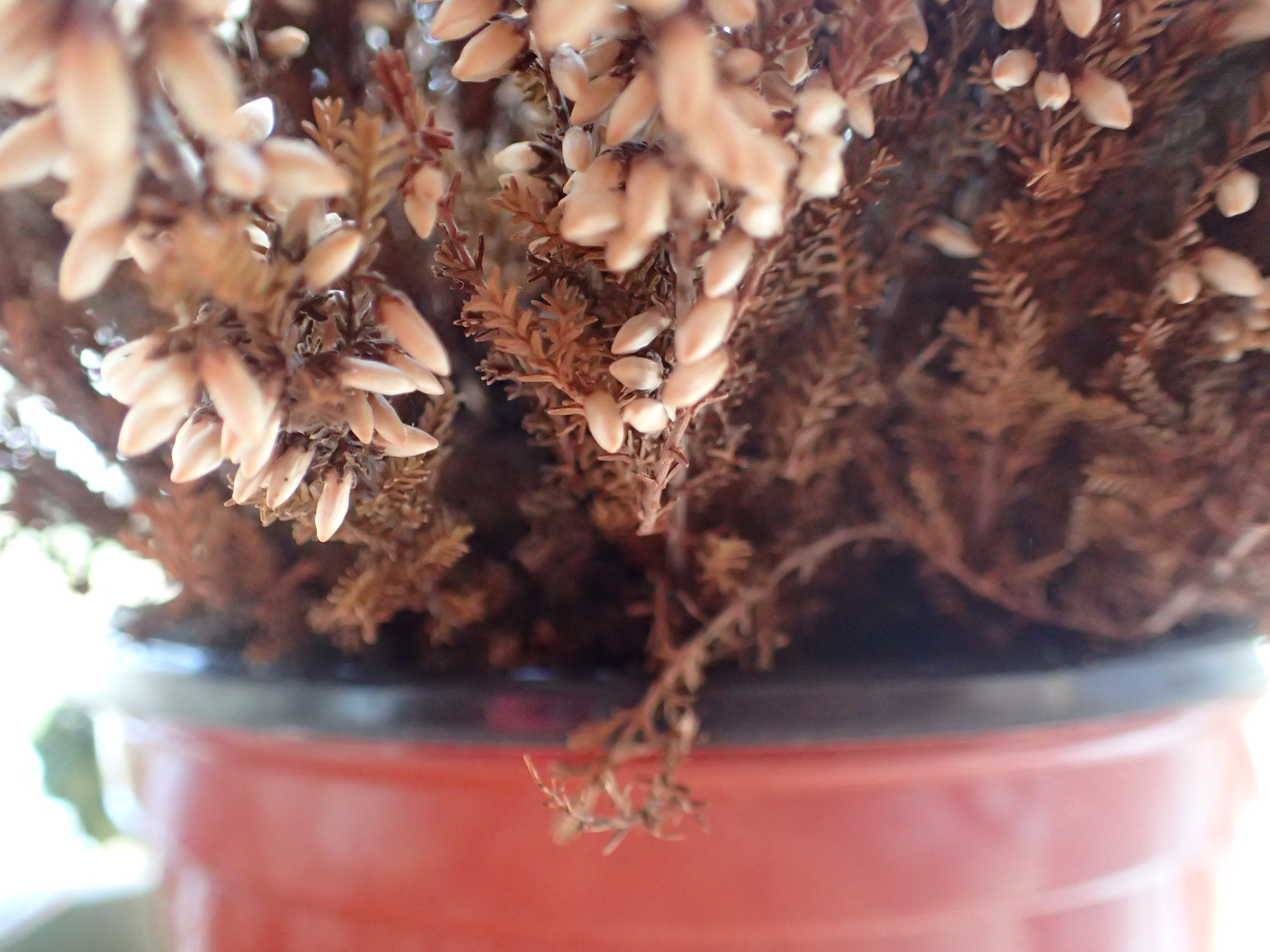 Useful macro of Olympus TG Tough compact