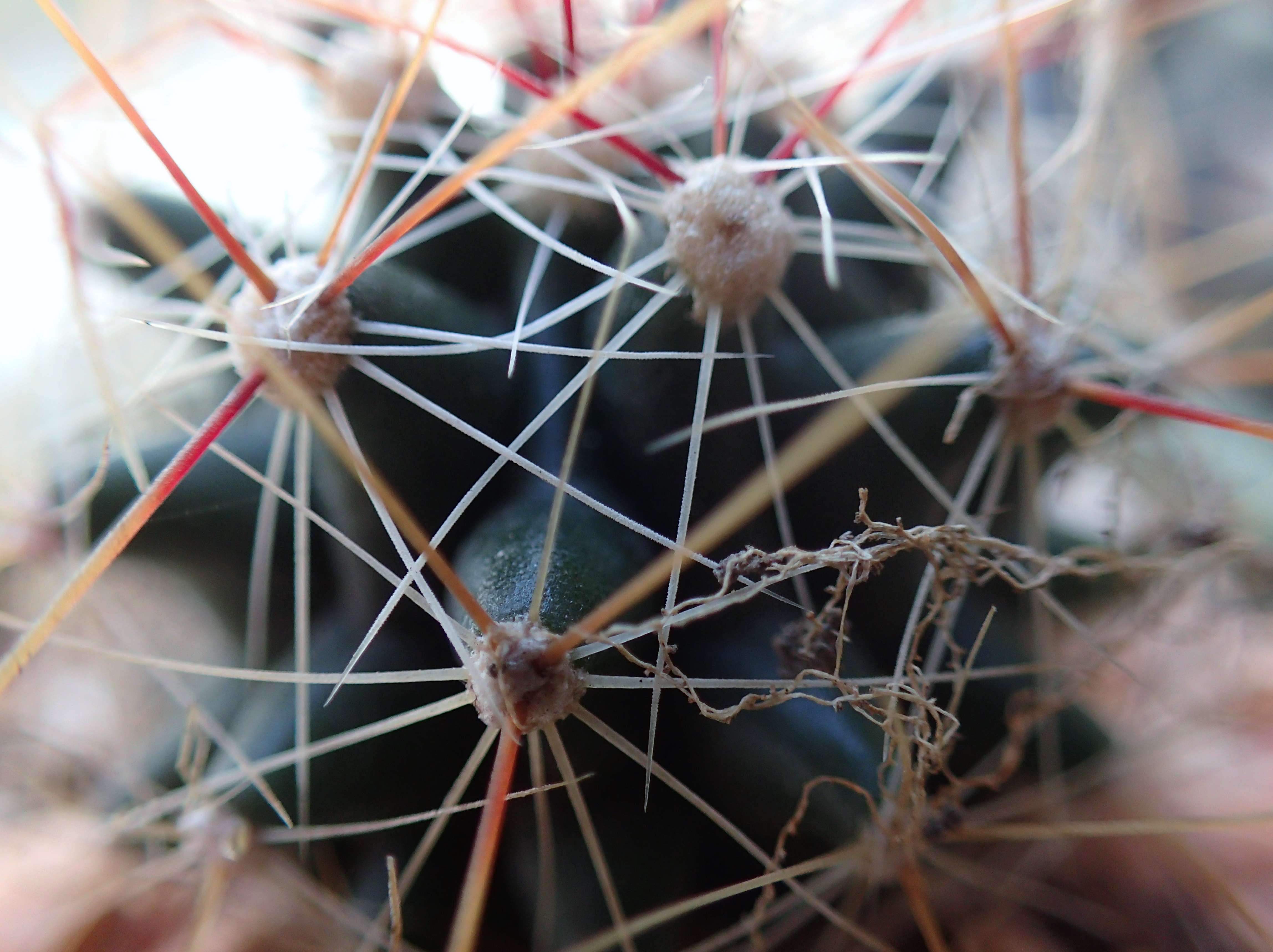 Another macro shot of cactus on the balcony