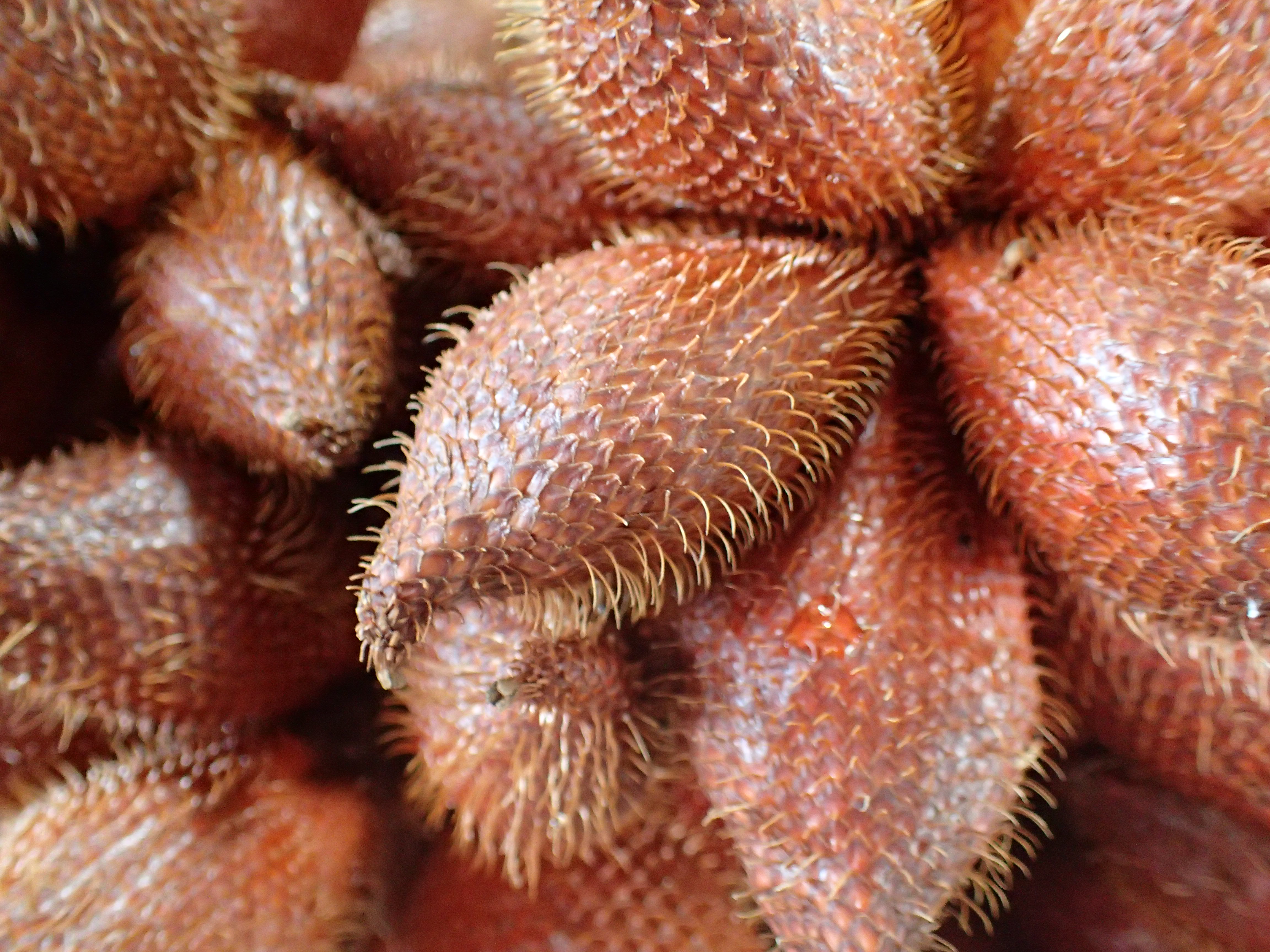 A local fruit sold at the market