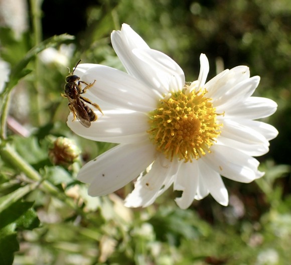 Lovely small flowers and bird calls - this country so scarred by suffering - is beautiful.