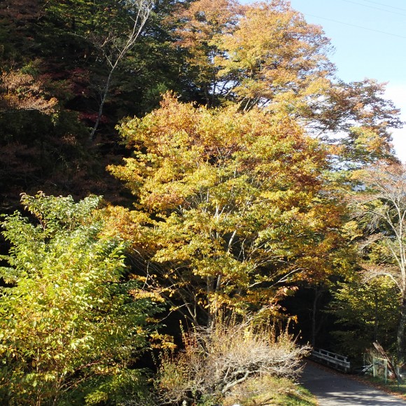 Some autumn colours to comfort us.