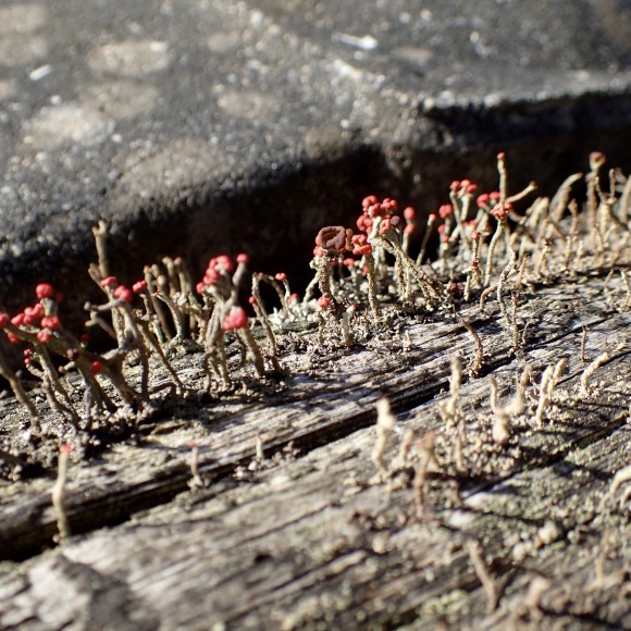 Tiny weeny pretty flowers on a wooden handrail.