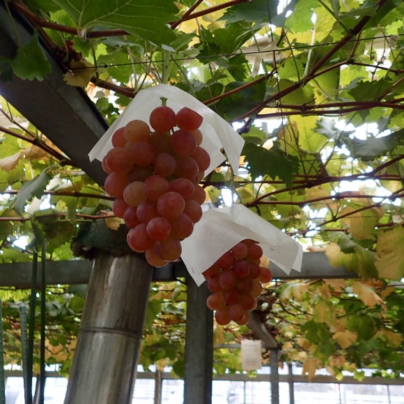 These luscious grapes in the greenhouse are to die for.