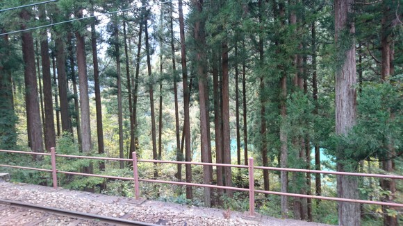 Pine trees along the train tracks (Credits: Judith)