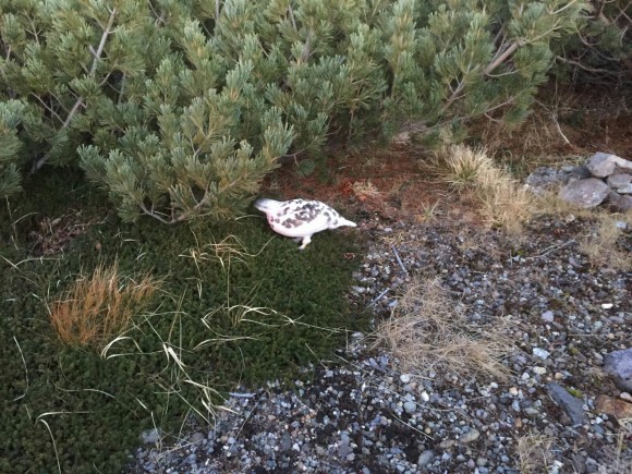 The Alpine ptarmigan usually late May to June. 