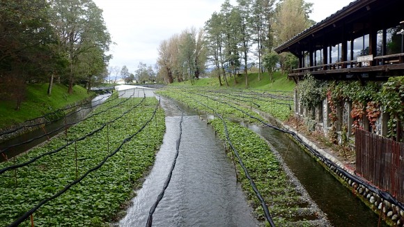 It must take great organization to maintain and harvest the wasabi.