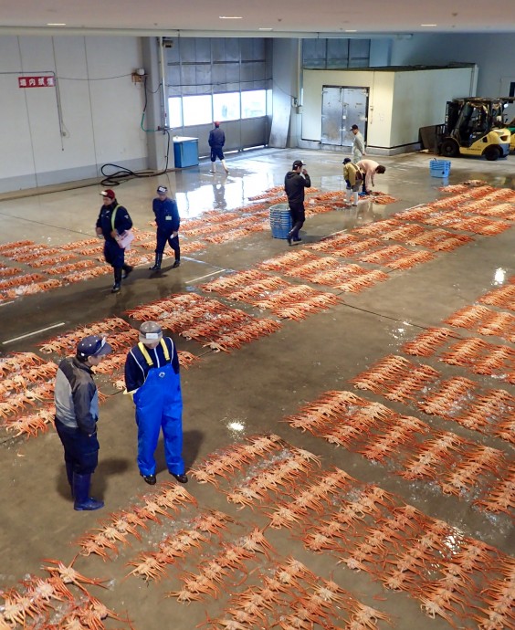 The crabs were all laid out in rows and groups