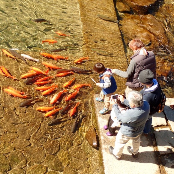 Beautiful carp feed on the fish food which can be purchased at the morning market